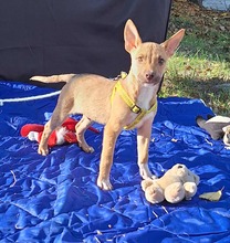 ROBIN, Hund, Mischlingshund in Ungarn