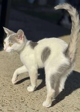 TOMI, Katze, Europäisch Kurzhaar in Berlin