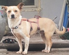 ROSETTA, Hund, Mischlingshund in Zschepplin