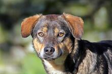 DANA, Hund, Deutscher Schäferhund-Mix in Wuppertal