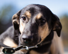 LISA, Hund, Terrier-Mix in Kroatien