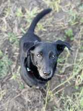TYSON, Hund, Dackel in Löwenberger Land