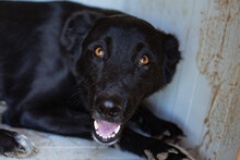 GARA, Hund, Mischlingshund in Kroatien