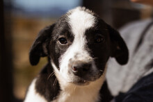 EMMY, Hund, Mischlingshund in Kroatien