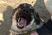 COCO, Hund, Mischlingshund in Kroatien