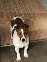 MIMKA, Hund, Mischlingshund in Wöllstadt