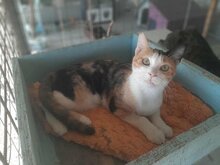 VILMA, Katze, Calico-Cat in Vaterstetten