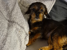 KRIZIA, Hund, Mischlingshund in Remscheid