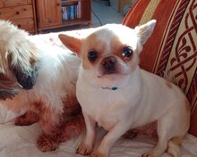 CAISY, Hund, Chihuahua in Ottersheim