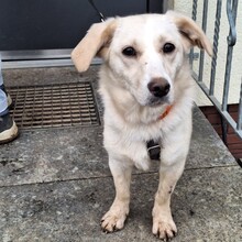 FLORA, Hund, Mischlingshund in Röthenbach