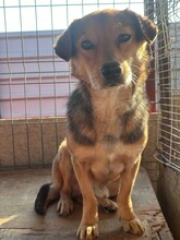 BENJI, Hund, Mischlingshund in Kerpen