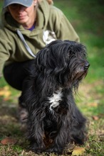 BRIELA, Hund, Malteser-Mix in Marsberg