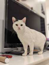 FUCHUR, Katze, Europäisch Kurzhaar in Essen