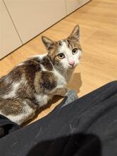 MUSHU, Katze, Europäisch Kurzhaar in Essen