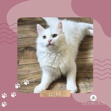 LEFKO, Katze, Europäisch Kurzhaar in Bulgarien