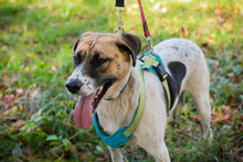 NADA, Hund, Mischlingshund in Kroatien