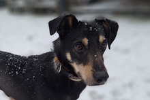 TOMMY, Hund, Terrier-Mix in Hohen Neuendorf