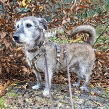 JOHNNY, Hund, Mischlingshund in Pluwig