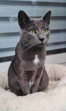 FELISHA, Katze, Russisch Blau in Langenhagen