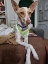 HADA, Hund, Podenco-Mix in Bockenem