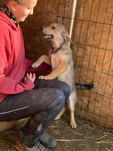 VILA, Hund, Mischlingshund in Rumänien