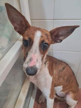 FANI, Hund, Podenco-Galgo Español-Mix in Solms