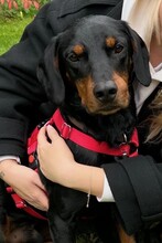 BEAUFORT, Hund, Mischlingshund in Schenefeld