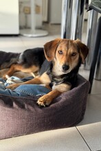 SENTA, Hund, Mischlingshund in Duisburg