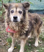 AMON, Hund, Mischlingshund in Rumänien