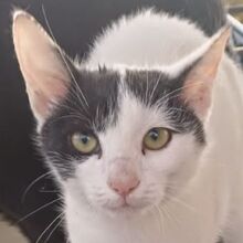 SIROKA, Katze, Hauskatze in Griechenland