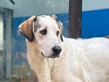 LEOPOLD, Hund, Mischlingshund in Aerzen