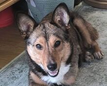 SADY, Hund, Mischlingshund in Selbitz