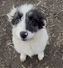 MATTI, Hund, Mischlingshund in Grimma