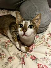 BIJOU, Katze, Europäisch Kurzhaar in Barsinghausen