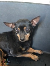 KIKO, Hund, Mischlingshund in Radebeul