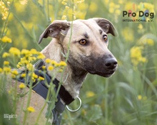 ROMY, Hund, Galgo Español in Oftersheim