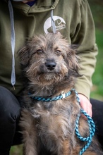 MACCHIATO, Hund, Mischlingshund in Ungarn