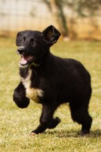 SIENNA, Hund, Schäferhund-Mix in Kroatien