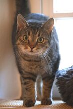 TILLY, Katze, Europäisch Kurzhaar in Bramsche