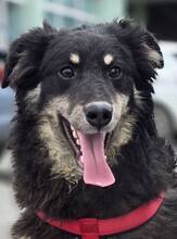 BELL, Hund, Mischlingshund in Kroatien