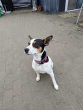 KOVU, Hund, Bodeguero Andaluz-Mix in Grünstadt