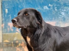 ROVER, Hund, Mischlingshund in Bad Münder