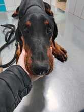 ARTHUR, Hund, Dobermann in Montabaur