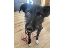 PUKI, Hund, Mischlingshund in Erlangen