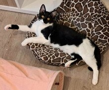 BAILEY, Katze, Europäisch Kurzhaar in Elmshorn