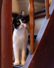 OLYMPIA, Katze, Europäisch Kurzhaar in Hamburg