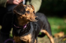 ANNIKEN, Hund, Mischlingshund in Uetersen