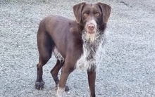 ASTON, Hund, Deutsch Drahthaar-Mix in Spanien