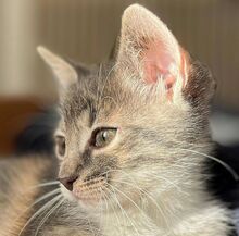 MIRTILL, Katze, Hauskatze in Ungarn