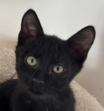 LUCIUS, Katze, Hauskatze in Ungarn